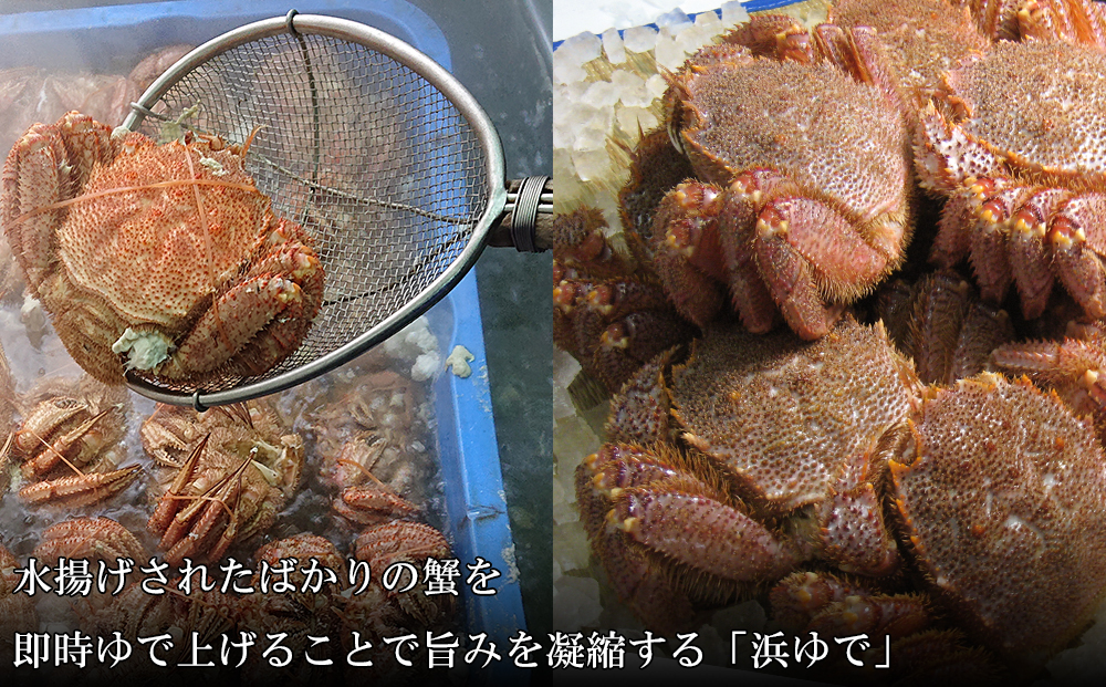 【中サイズ】北海道産 冷凍ボイル毛ガニ (480g-520g前後) 3尾