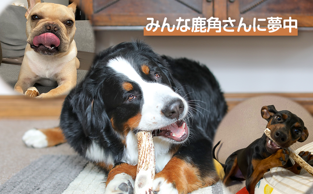 鹿の角 エゾシカ 犬のおもちゃ 『鹿角さん』 大型犬用　割っていないタイプ　１本