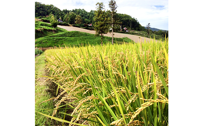 定期便 3ヶ月 北海道産 ゆめぴりか 5kg  9月下旬よりお届け 財田米 米 精米 北海道米 ご飯 ごはん ライス ブランド米  国産米 白米 ギフト お取り寄せ 産地直送 宮内農園 送料無料 北海道 洞爺湖町