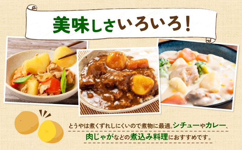 北海道産 青野農園 じゃがいも とうや Lサイズ 約10kg 10月初旬～12月中旬頃お届け 北海道 ジャガイモ トウヤ 馬鈴薯 ポテト 芋 いも イモ 黄色 旬 野菜 農作物 産地直送 お取り寄せ 送料無料