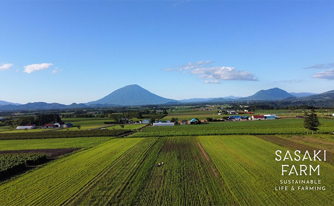 北海道産 とうもろこし 4kg前後 12-14本 8月30日から9月25日まで順次出荷 北海道 トウモロコシ とうきび 旬 完熟 朝もぎ 野菜 産地直送 お取り寄せ 佐々木ファーム 送料無料 洞爺湖