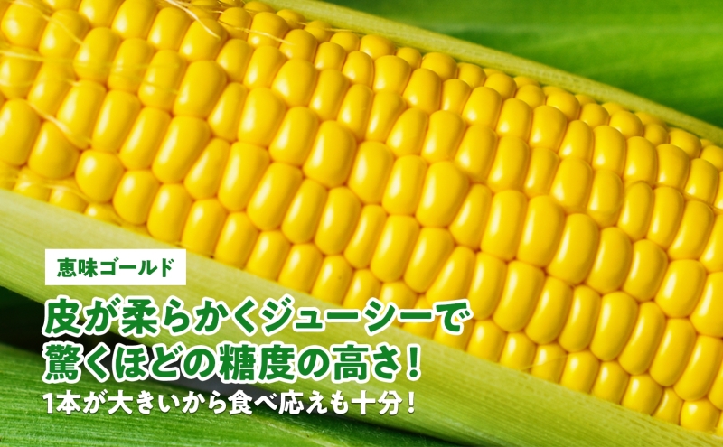  北海道産 スイート コーン めぐみゴールド 2Lサイズ 10本 8月中旬～末頃にお届け とうもろこし 恵味 めぐみ トウモロコシ 旬 完熟 朝もぎ 野菜 産地直送 お取り寄せ 北海道 丸田農園 送料無料 洞爺湖