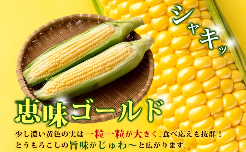 北海道 とうもろこし 恵味ゴールド 約10kg 22本入り 2025年8月11日～31日頃お届け トウモロコシ コーン 甘い 産地直送 BBQ とうきび 国産 人気 バーベキュー 焼きとうもろこし お取り寄せ 北海道産 洞爺湖町 