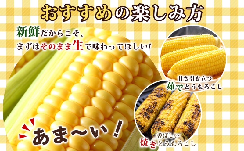 北海道 とうもろこし 恵味ゴールド 約10kg 22本入り 2025年8月11日～31日頃お届け トウモロコシ コーン 甘い 産地直送 BBQ とうきび 国産 人気 バーベキュー 焼きとうもろこし お取り寄せ 北海道産 洞爺湖町 