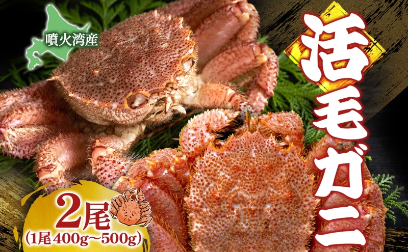 北海道 噴火湾産 活毛がに 2尾 （1尾400g～500g） 2025年6月下旬～7月上旬お届け 先行受付 北海道産 旬 新鮮 毛がに かに カニ 蟹 毛ガニ 毛蟹 カニ味噌 天然 噴火湾 産地直送 お取り寄せ 贈答 冷蔵 洞爺湖町