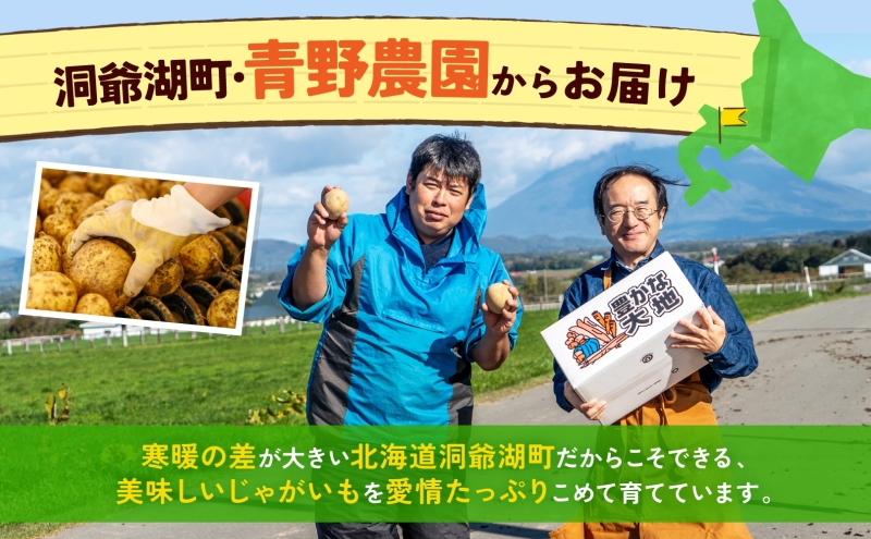 北海道産 青野農園 じゃがいも とうや Lサイズ 約10kg 10月初旬～12月中旬頃お届け 北海道 ジャガイモ トウヤ 馬鈴薯 ポテト 芋 いも イモ 黄色 旬 野菜 農作物 産地直送 お取り寄せ 送料無料