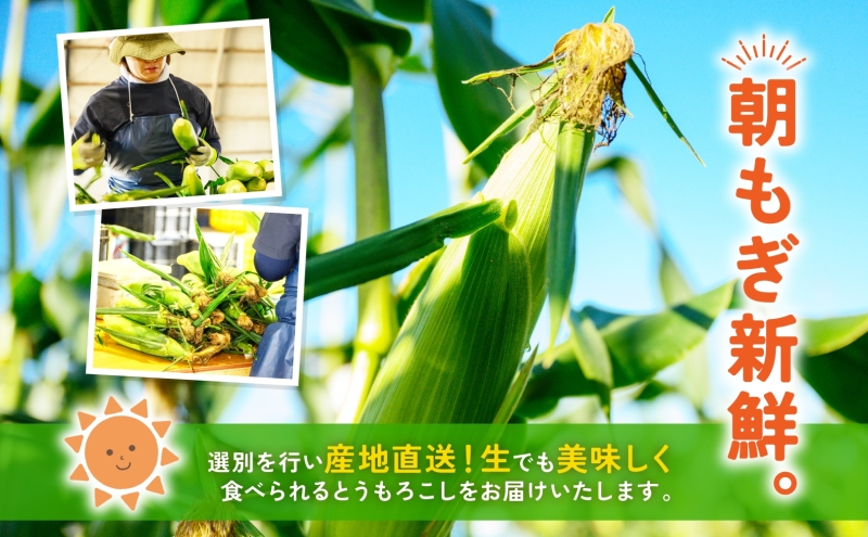北海道産 青野農園 めぐみ ゴールド 2Lサイズ 約10kg スイートコーン 北海道 とうもろこし トウモロコシ コーン イエローコーン 恵味 旬 朝採れ 新鮮 野菜 農作物 産地直送 甘い