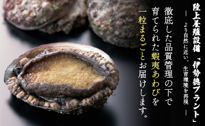 蝦夷あわび缶 3種食べ比べセット[46-1387]
