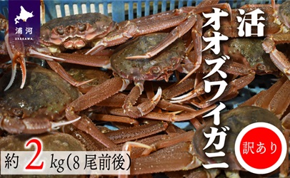 ◆期間・数量限定◆訳あり 活オオズワイガニ約2kg(8尾前後入)[02-1301]