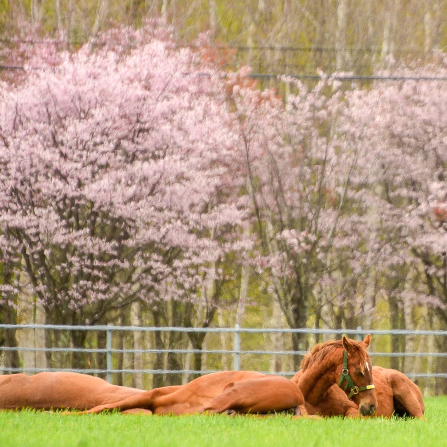 桜、馬