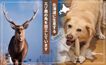 犬用「鹿の角」Ｌサイズ×1本[53-1349]