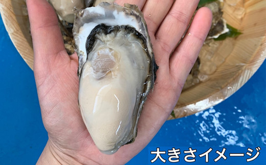 北海道 仙鳳趾産 牡蠣 100g〜149g×30コ＋かきナイフ付きかき漁師直送