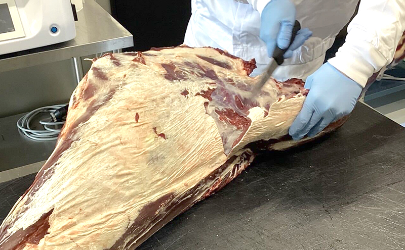 北海道 標茶町産 エゾ 鹿肉 骨付きかた肉 約4kg