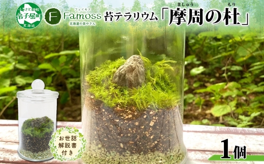 1602 苔 テラリウム 摩周の杜 コケリウム 苔リウム 説明書付き ボトルテラリウム Terrarium コケ こけ Moss インテリア 園芸 緑 観葉植物 癒し フェイモス Famoss 送料無料 北海道 弟子屈町 000円 ふるさとパレット 東急グループのふるさと納税