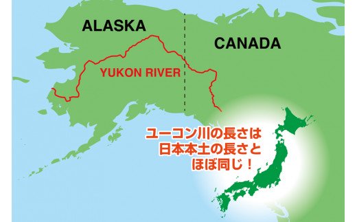 天然アラスカ ユーコン鮭（チャムサーモン）定塩切身【1.5kg】
