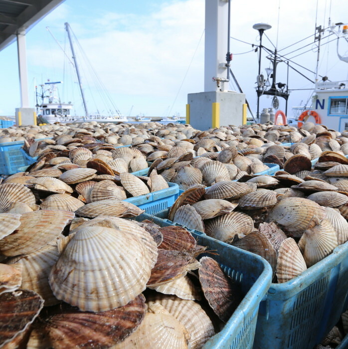 【緊急支援品】 朝どり 新鮮出荷 活ホタテ 特大 3kg前後(10枚前後)　北海道 野付産 食べ応え抜群【UY0000009】（ほたて ホタテ 帆立 貝柱 ホタテ貝柱 大玉 大粒 北海道 別海 野付 ふるさと納税）