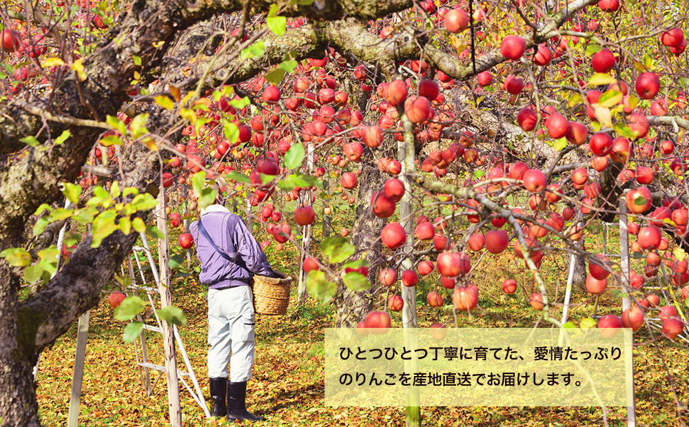 藤原農園のりんご『サンふじ』5kg