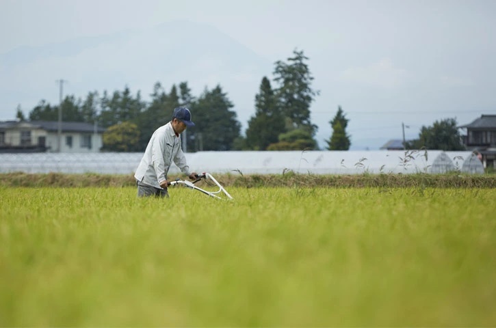 令和6年産　岩手県矢巾町　ひとめぼれ精米10kg