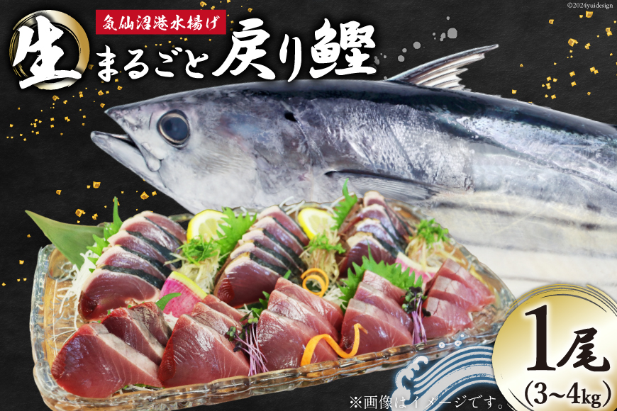 【期間限定発送】戻り鰹 1尾 約3～4kg [阿部長商店 宮城県 気仙沼市 20564741] 生鮮 かつお カツオ 戻りカツオ 魚 さかな サカナ 鮮魚 季節限定