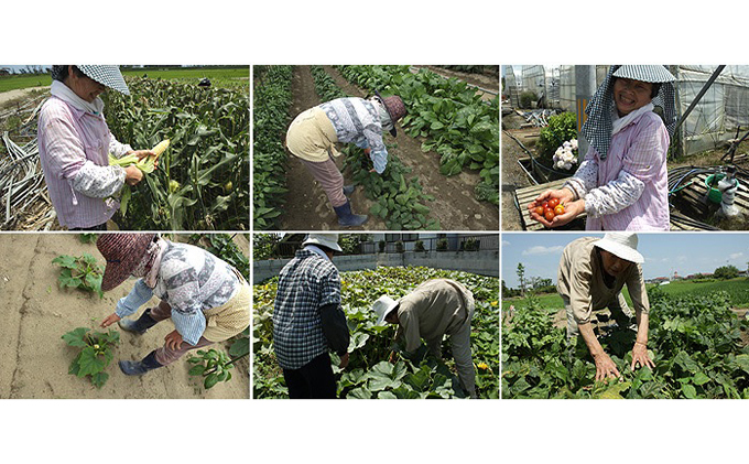 採れたて野菜を箱いっぱい詰め込んで♪岩沼みんなの家の「みんなの直売！野菜」セット詰め合わせ