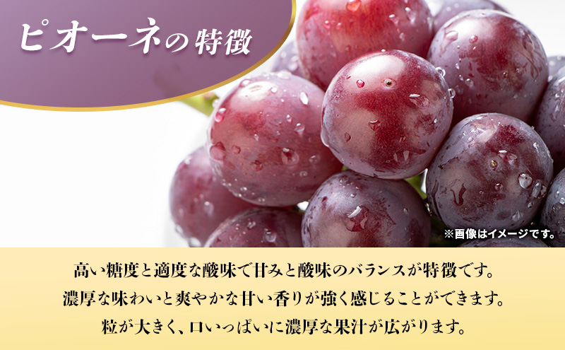 【8月中旬順次発送】ぶどう ピオーネ＋藤稔セット 約1kg 2房 大粒品種 岩沼市産