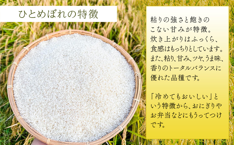 定期便 6回 (6か月間定期便) 令和6年度 宮城県産 ひとめぼれ 5kg お米 こめ コメ