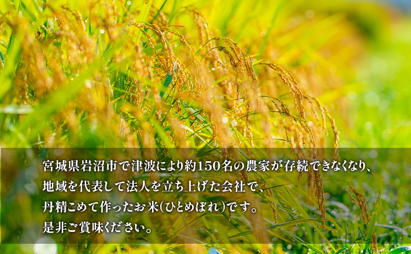 【宮城県岩沼市産】ひとめぼれ玄米 20kg(10kg×2袋) お米 こめ コメ