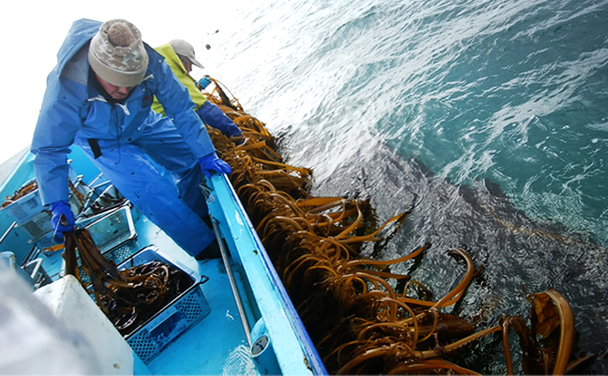 【期間限定】 早採り生わかめ 3kg 海風丸 秋田県 男鹿市