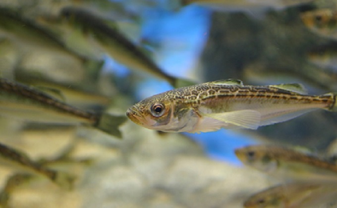 男鹿水族館GAOペア入館券