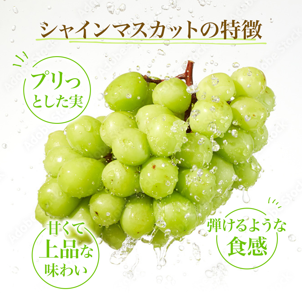 先行予約 甘く食べやすい シャインマスカット 2房（1房 500～600g）＜出荷時期：2024年9月下旬～10月上旬ごろ＞数量限定 期間限定 果物 フルーツ ぶどう ブドウ マスカット