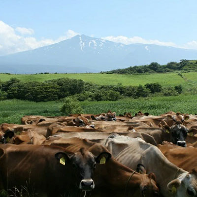 土田牧場 幸せのミルク（ジャージー 牛乳）4ヶ月 定期便 900ml×3本