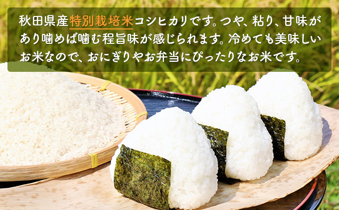 令和4年産  秋田県産 特別栽培米 コシヒカリ10kg（5kg×2袋 精米）