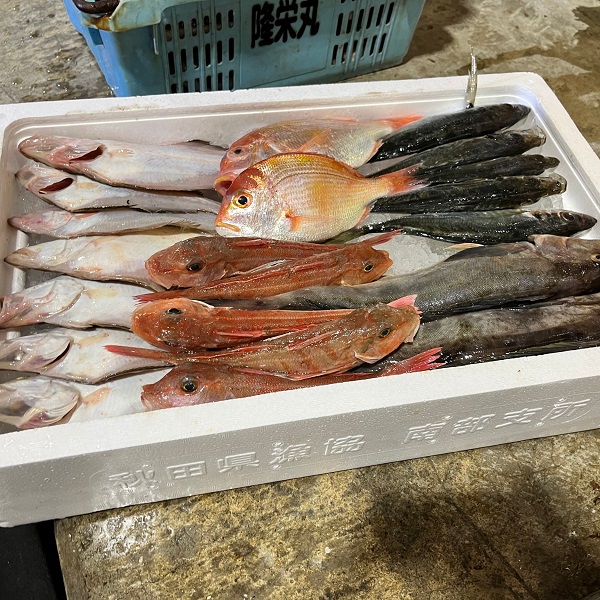 えっこ船長にお任せ！獲れたて鮮魚セット 3～5種類 約3kg（鮮魚 詰合せ ボックス）