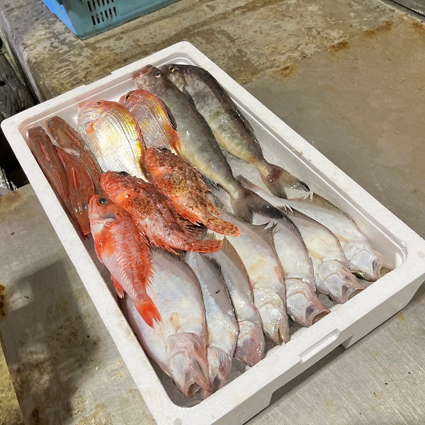 えっこ船長にお任せ！獲れたて鮮魚セット 3～5種類 約2kg（鮮魚 詰合せ ボックス）