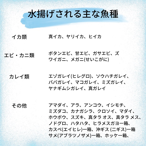 えっこ船長にお任せ！獲れたて鮮魚セット 3～5種類 約3kg（鮮魚 詰合せ ボックス）