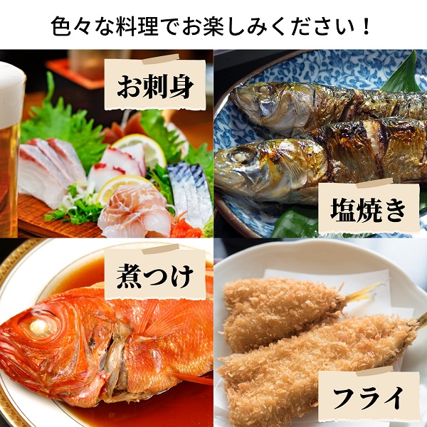 えっこ船長にお任せ！獲れたて鮮魚セット 3～5種類 約3kg（鮮魚 詰合せ ボックス）