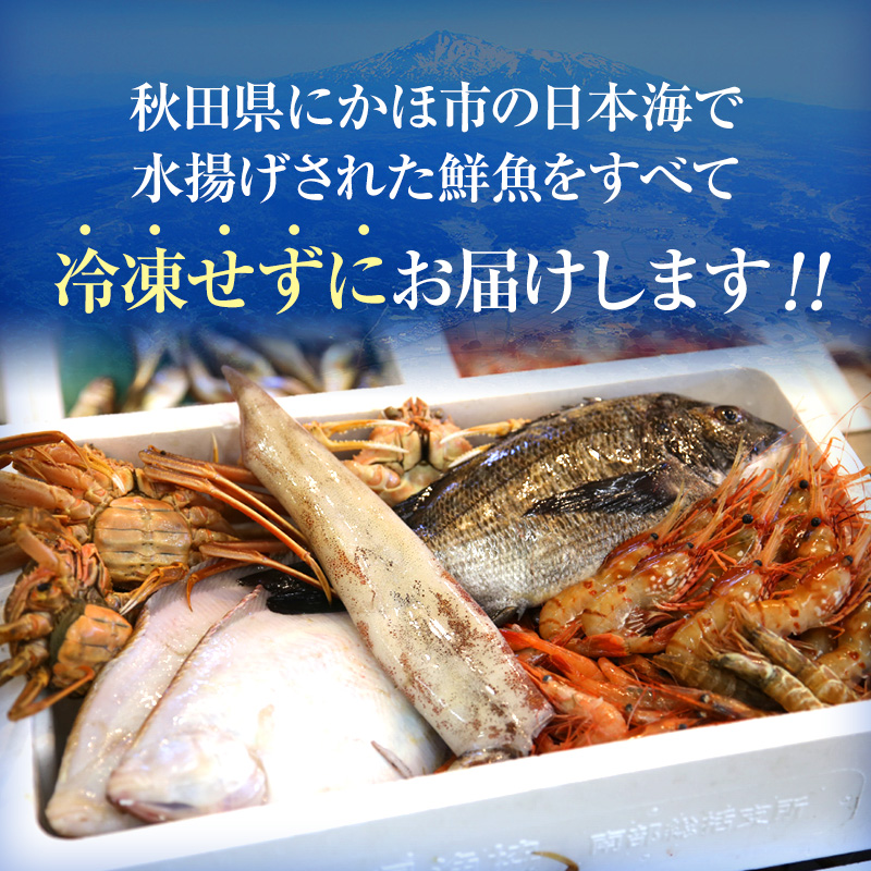 鮮魚 下処理済み 日本海の鮮魚 4～5人前(5～8種類) セット 魚 パック 詰め合わせ 海鮮セット 鮮魚ボックス 海鮮 海産物 海の幸 魚介 魚介類 刺身 切り身 ひらめ 鯛 甘エビ 鯵 あんこう 鮭 カレイ ハタハタ 鱈 ズワイガニ 冷蔵 発送メールのみ