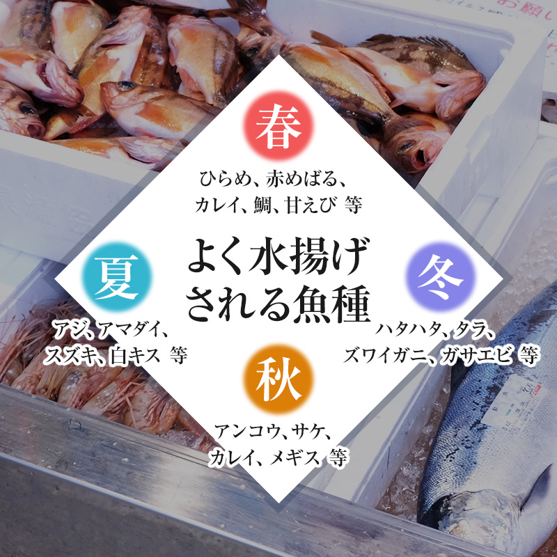 鮮魚 下処理済み 日本海の鮮魚 4～5人前(5～8種類) セット 魚 パック 詰め合わせ 海鮮セット 鮮魚ボックス 海鮮 海産物 海の幸 魚介 魚介類 刺身 切り身 ひらめ 鯛 甘エビ 鯵 あんこう 鮭 カレイ ハタハタ 鱈 ズワイガニ 冷蔵 発送メールのみ