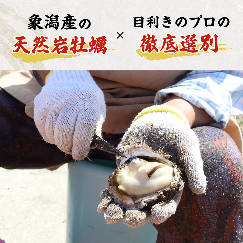 先行予約 秋田の肉厚な天然岩牡蠣（岩ガキ 5個以上）※ナイフ付き