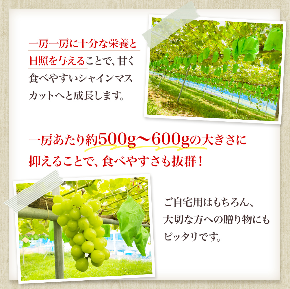 先行予約 甘く食べやすい シャインマスカット 2房（1房 500～600g）＜出荷時期：2024年9月下旬～10月上旬ごろ＞数量限定 期間限定 果物 フルーツ ぶどう ブドウ マスカット