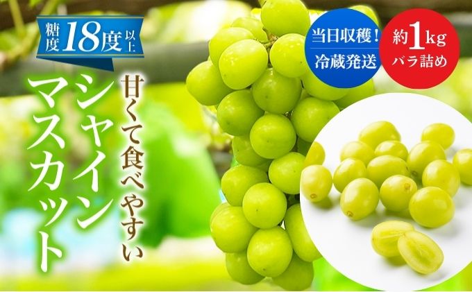 甘く食べやすい シャインマスカット 粒 バラ詰め 1kg - ふるさと