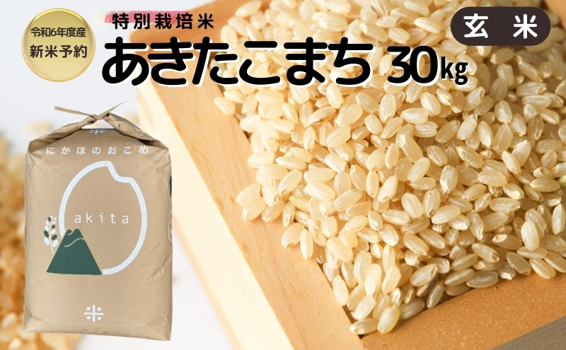 【令和6年産新米予約】【玄米】特別栽培米あきたこまち30kg×1