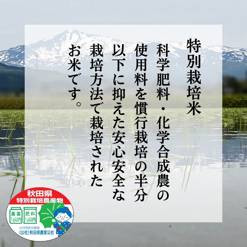 令和6年産 新米 11月から発送 特別栽培米 恋の舞 ササニシキ にかほ 玄米 5kg