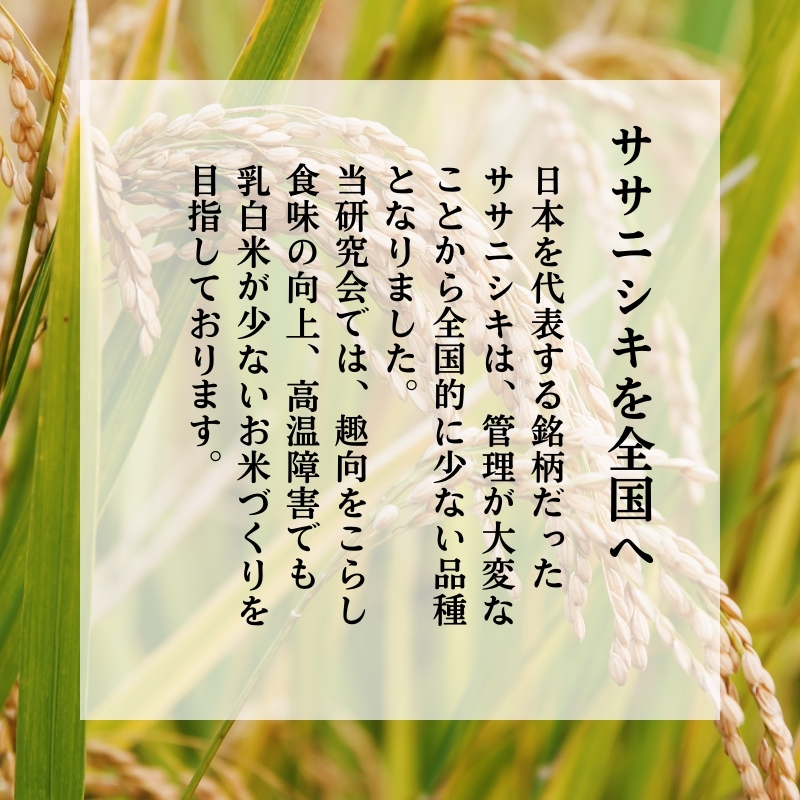 令和6年 新米 11月から発送 特別栽培米 食べ比べ 恋の舞 ササニシキ＆鰰米 コシヒカリ 各5kg 計10kg