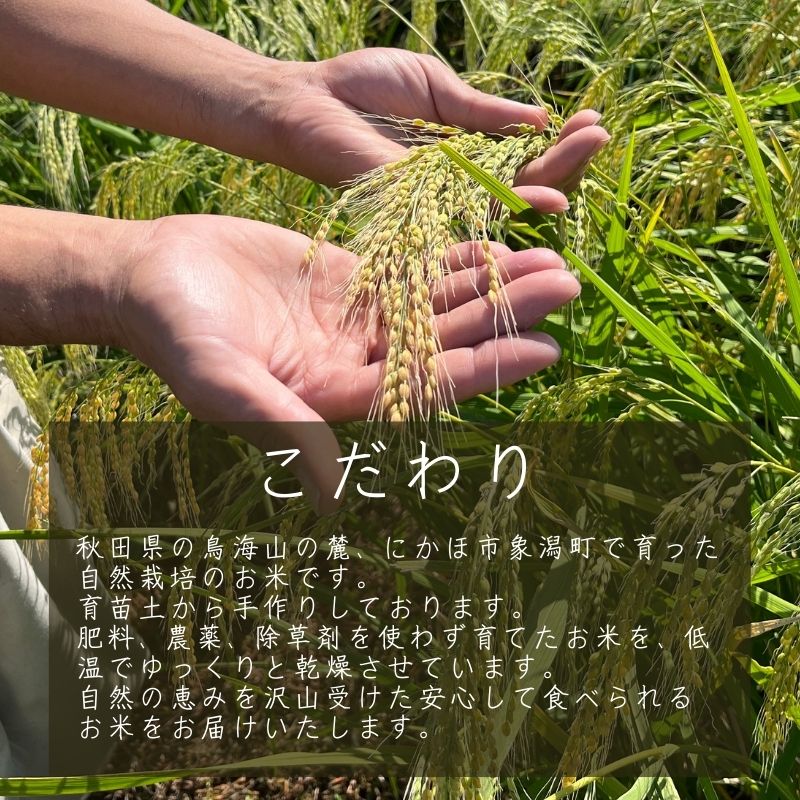 ヤマチョウのごはん パックご飯 玄米 黒米ブレンドごはん 200g×30個セット 秋田県産