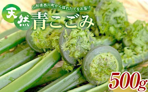 FYN9-146 《先行予約》『山菜ときのこの里西川町』 山里の春の香り 天然青こごみ 500g こごみ