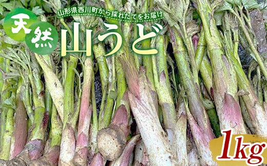 FYN9-152 《先行予約》『山菜ときのこの里西川町』 山里の春の香り 天然ウド 1kg うど