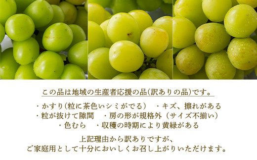 FYN9-914 ≪2025年先行予約≫ご家庭用 山形県 シャインマスカット約1.8kg（2～4 房） 2025年9月上旬から順次発送 大粒 種なしぶどう ブドウ マスカット 葡萄 果物 くだもの フルーツ 秋果実 産地直送 数量限定 訳あり ご自宅用 農家 農業者 支援品 山形県 西川町 月山