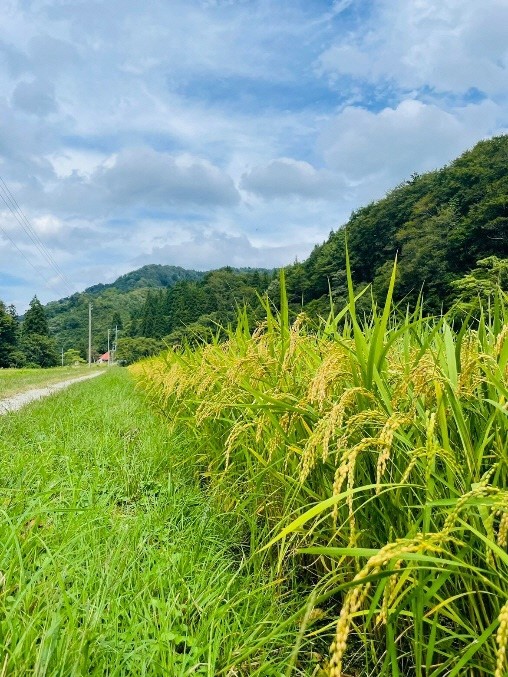 【3回定期便】山形県小国町産　つや姫・5kg