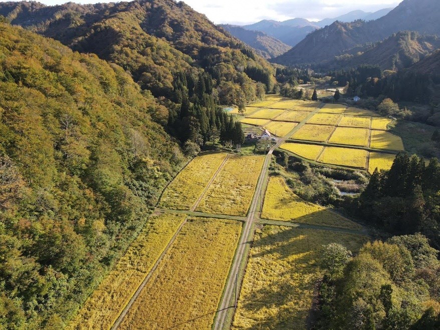 山形県小国町産　雪若丸10kg（5kg×2袋)